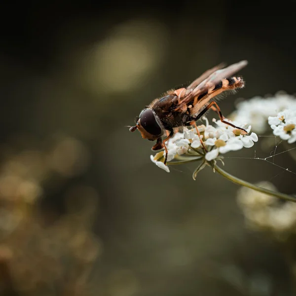 Clolseup Shot Bee Sitting White Flower — Zdjęcie stockowe