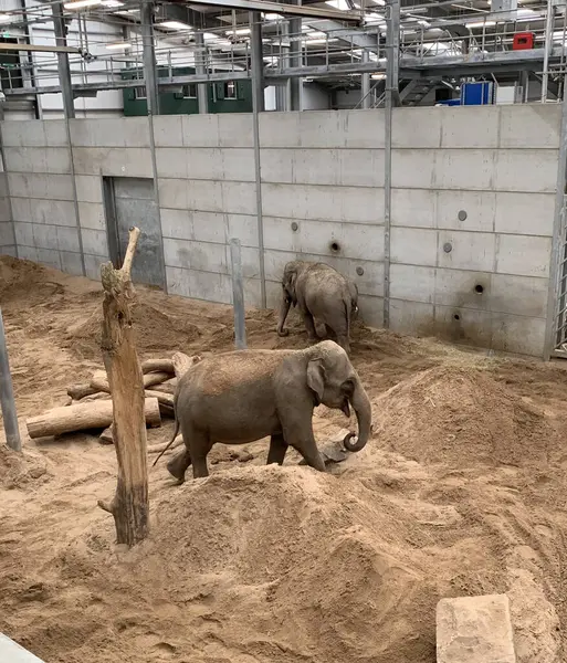Vertical Shot Two Baby Elephants Playing Zoo — Stok fotoğraf