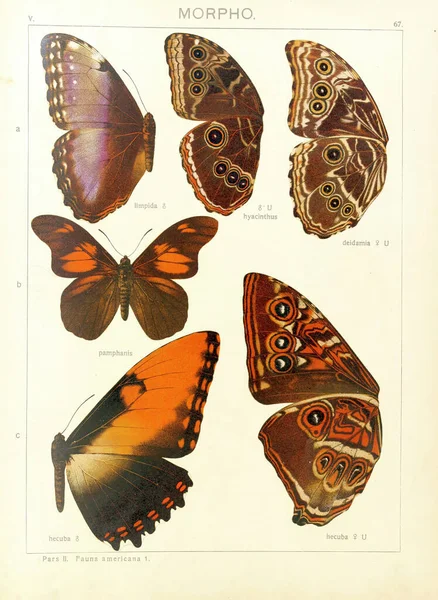 Vertical 19Th Century Vintage Illustration Collectible Butterflies Beige Background — Stockfoto