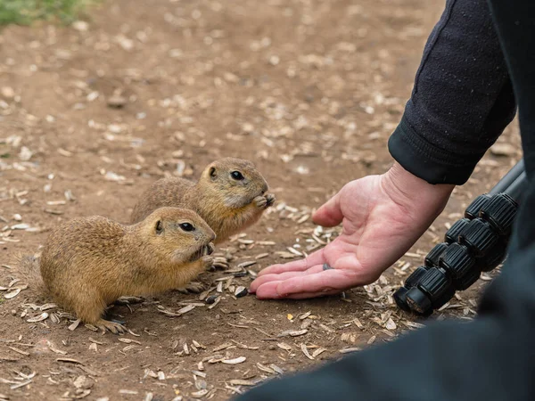 Selective Focus Shot Ground Squirrels Eating Food Person Hand Ground — Stockfoto