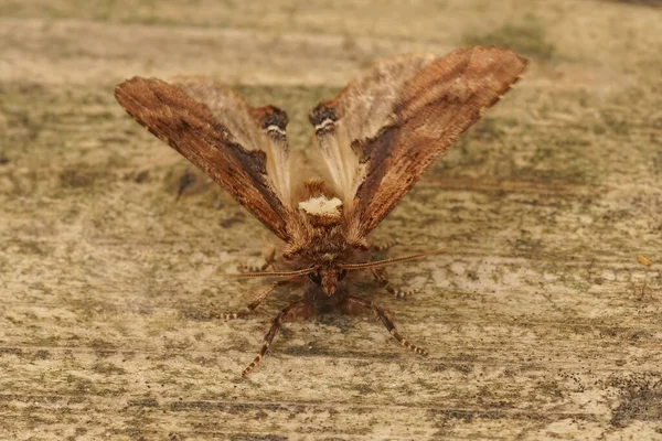 Frontal Close Coxcomb Prominent Moth Ptilodon Capucina Open Wings Ready — Foto Stock