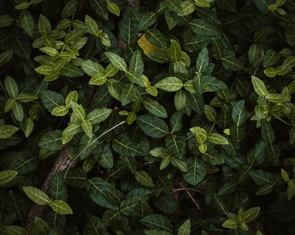 Close Dense Ivy Leaves —  Fotos de Stock