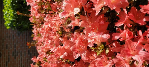 Vertical Shot Azalea Japonica Rhododendron Sunlight Garden — Stock Photo, Image