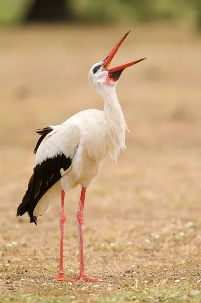 Selective Focus Shot White Stork Ciconia Ciconia Field — Stock Photo, Image