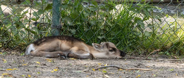 Closeup Cute Baby Reindeer Resting Zoo — Zdjęcie stockowe