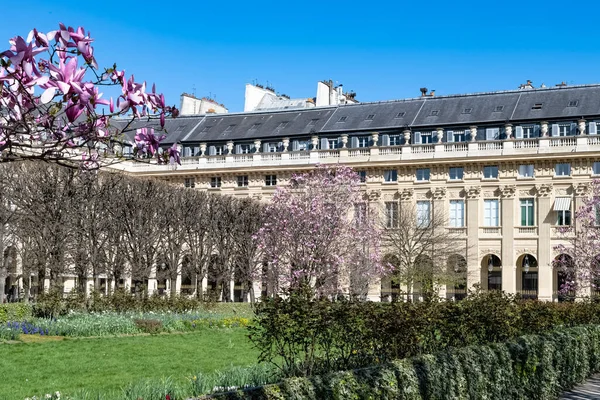 Paris, the Palais-Royal, the pink magnolias in bloom in the garden