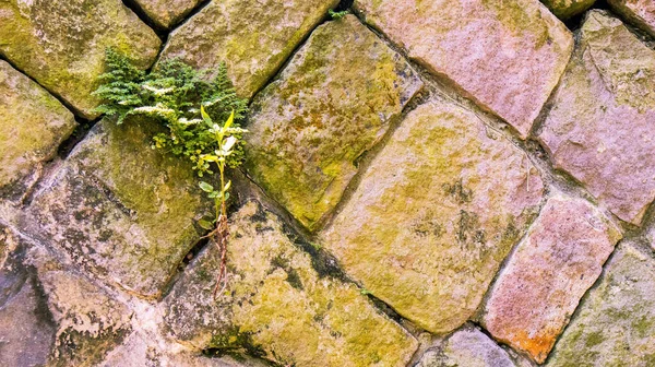 Closeup Shot Plant Grown Rocks — Stok fotoğraf