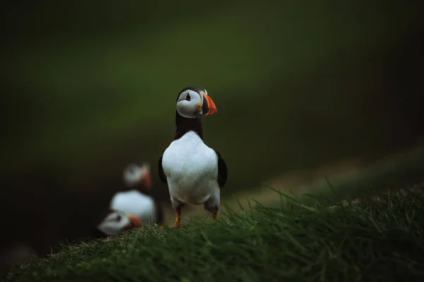 Flock Puffins Sitting Slope Green Cliff Sea Blurry Background Faroe — Stock Photo, Image