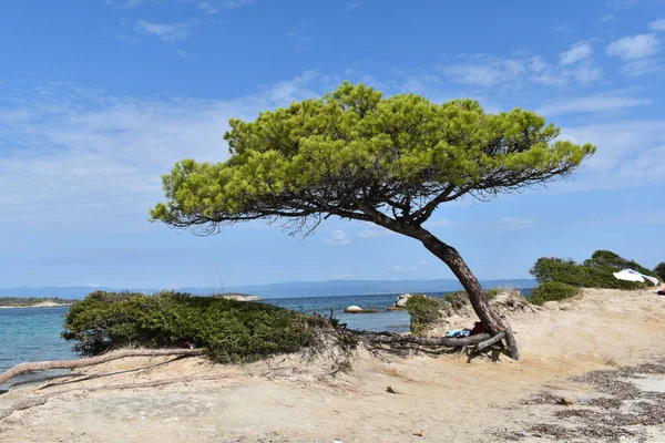 A stone pine tree (Pinus pinea) at the beach by the beautiful ocean on a sunny day