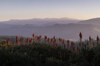 A Time lapse of sunset with shadows moving across mountain ranges and flowers in the foreground