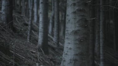 A closeup footage of the forest with trees on a rainy day in Valle di Muggio, Ticino, Switzerland