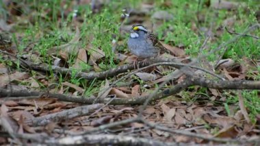 A white-throated sparrow feeding in the afternoon