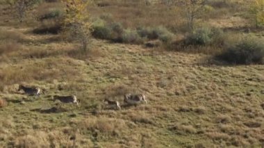 A top view of zebras grazing on grass plains in Africa