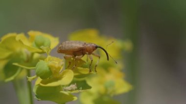 Macro footag of Curculionidae (weevil) standing and flying off from a yellow flower