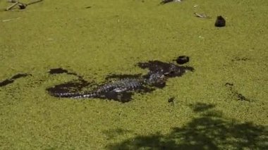An American alligator swimming in the lake covered with green plants