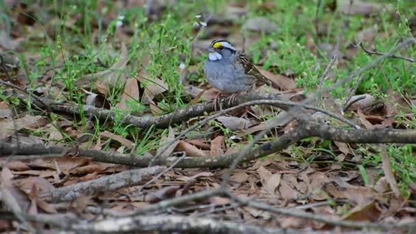 White Throated Sparrow Feeding Afternoon — Video Stock