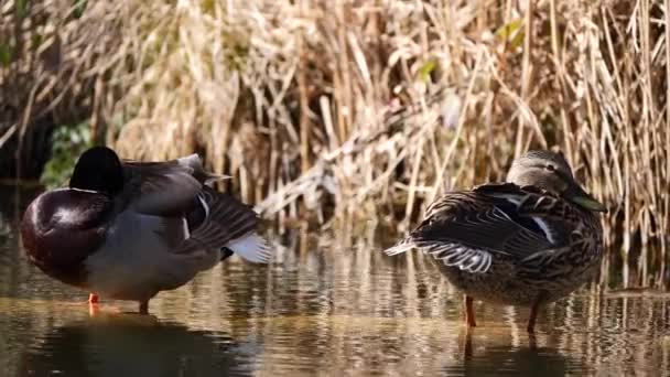Two Mallard Ducks Water Sunny Day — Αρχείο Βίντεο