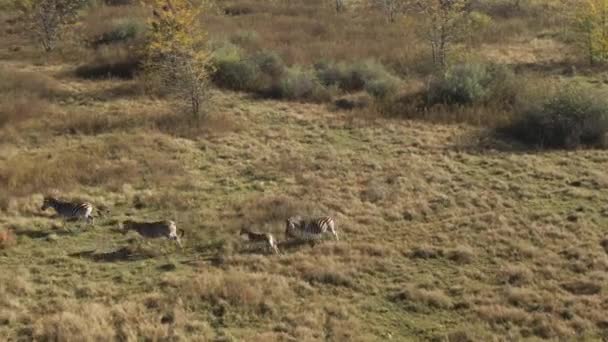 Top View Zebras Grazing Grass Plains Africa — Vídeo de Stock