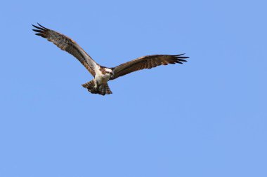 Mavi gökyüzünde uçan bir kartalın yakın çekimi.