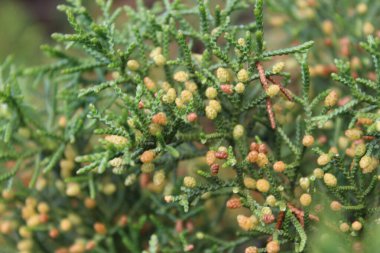 A closeup shot of northern white cedars on the blurry background