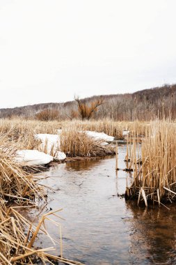 A beautiful view of a small creek flowing in a wetland with yellow long grass against cloudy sky during daytime