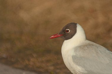 A closeup shot of a white seagull with a brown face