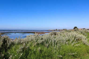 coastal landscape with beach and vegetation on foreshore