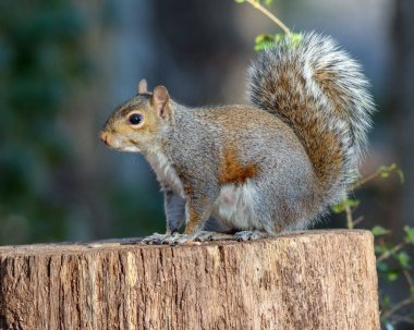 A closeup shot of a gray squirrel on a tree stump