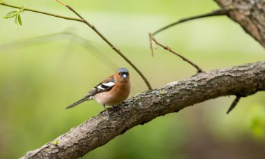 A beautiful Common chaffinch bird perched on a branch in a Park in the floodplain of the Gorodnya River, Moscow, Russia