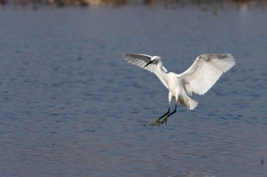 A flying crane over a calm lake