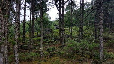 A beautiful landscape in a forest with trees and greenery