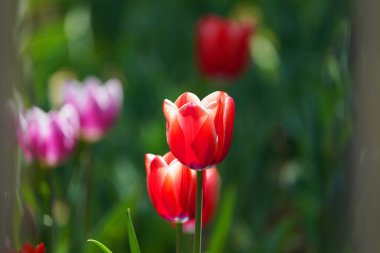A selective focus shot of red tulips against a blurred background
