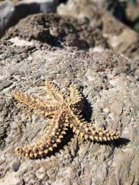 A vertical closeup of a starfish on the rock in sunlight