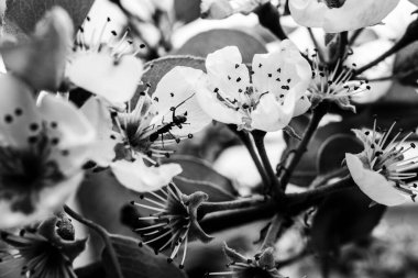 A grayscale closeup shot of a pear blossom tree branch with blooming flowers
