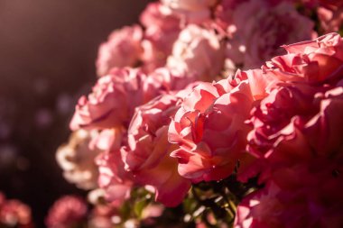 The close-up shot of Ground rose or Rosa spithamea native to Oregon and California, where it grows in forest and chaparral habitats