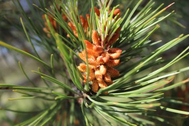Bulanık arkaplanda bir çam ağacının yakın plan fotoğrafı.