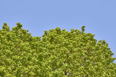 The bright green tree foliage against the blue sky.