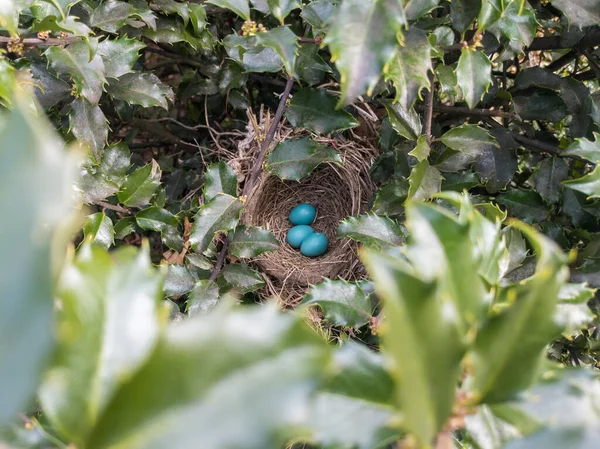 Bird Nest Blue Robin Bird Eggs Tree — Stockfoto