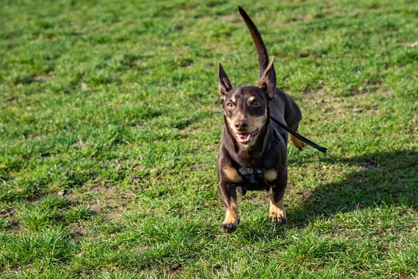A closeup shot of a cute Lancashire Heeler dog jumping and playing on the sunny grass park in London