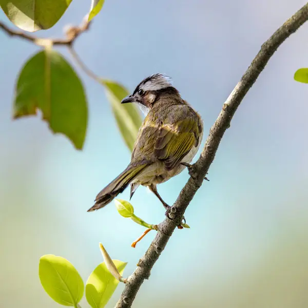 Closeup Tiny Bird Tree Branch — Stockfoto