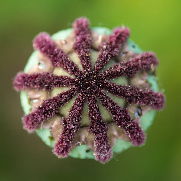 Macro Shot Poppy Flower Seed Pod — Stock Photo, Image