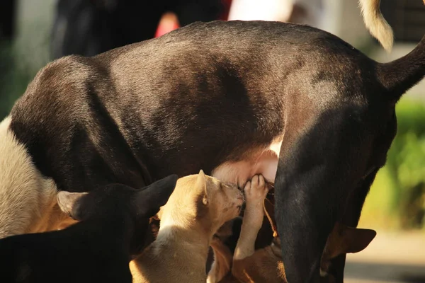 Puppy Drinking His Mother Milk — Stock Photo, Image