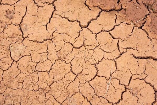 Closeup Dry Cracked Land Agriculture Land Erosion Intense Summer Heat — Stockfoto