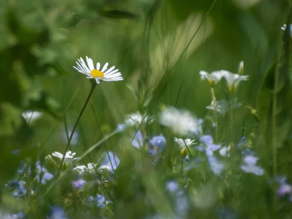 维罗妮卡 查迈德丽斯是德国速度慢一些的小白菊 草眼雏菊的特写镜头 — 图库照片