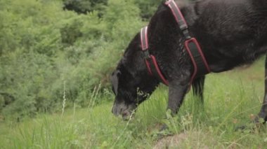 A beautiful shot of a black Labrador Retriever walking on the grass in the park in daylight in Valle di Muggio, Ticino, Switzerland