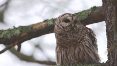 A barred owl perched on a tree branch in the forest
