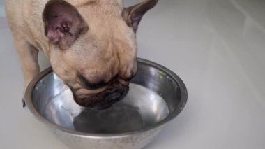 A cute French Bulldog drinking water from a bowl