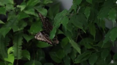 A closeup shot of a beautiful Lemon Pansy butterfly (Precis lemonias) perched on a green leaf
