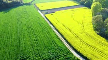 An aerial drone footage of rapeseed fields in a rural area
