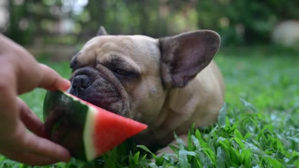Closeup Footage French Bulldog Eating Watermelon Slice Park — Stock Video